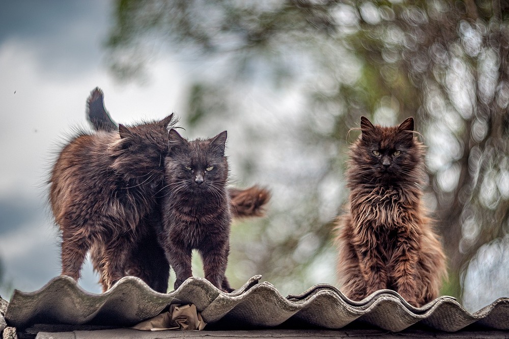 Фотографія Три кота ж / Олег Шендерюк / photographers.ua