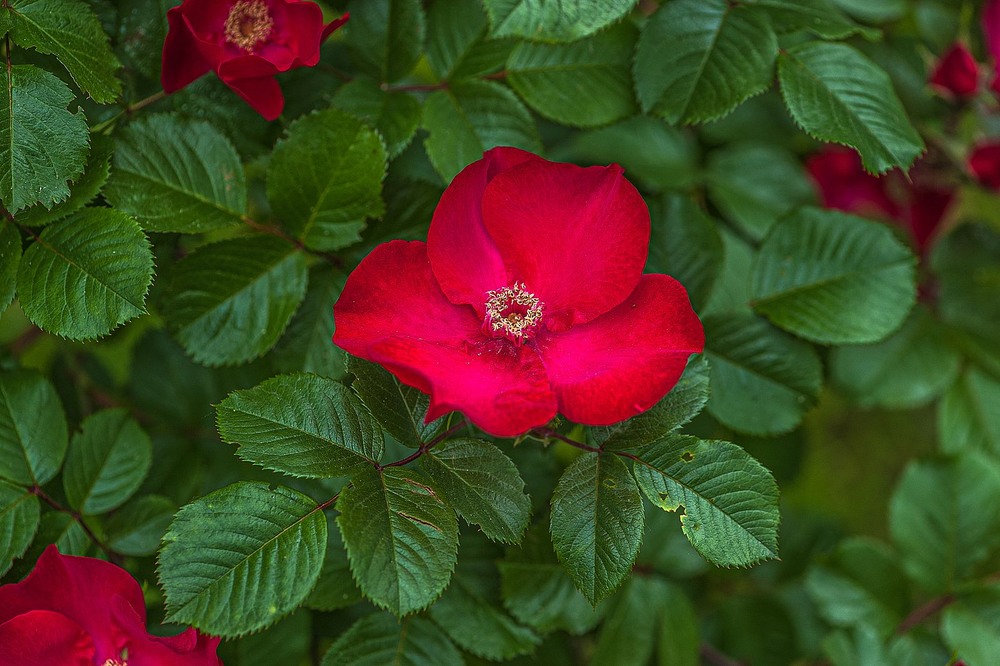 Фотографія Червона троянда / Олег Шендерюк / photographers.ua