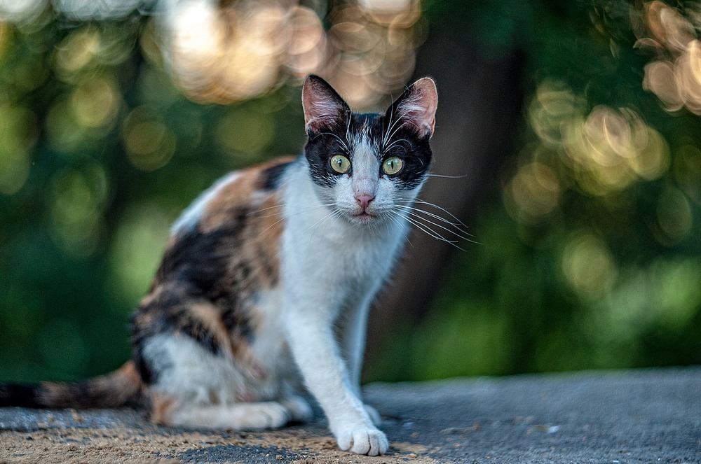Фотографія Astonished pussy cat / Олег Шендерюк / photographers.ua