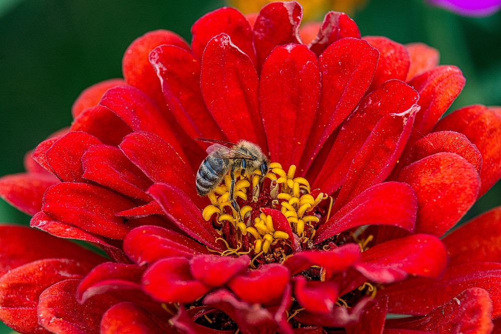 Фотографія Bee at work / Олег Шендерюк / photographers.ua