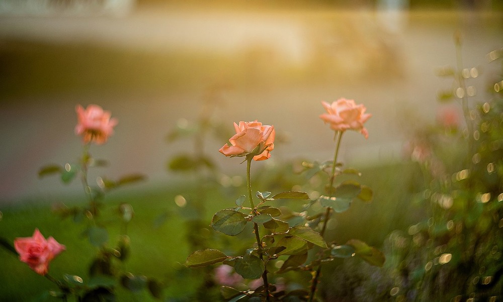 Фотографія Троянди в контровому світлі / Олег Шендерюк / photographers.ua