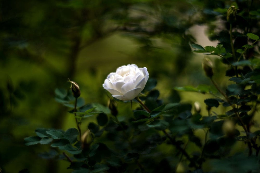 Фотографія White rose / Олег Шендерюк / photographers.ua