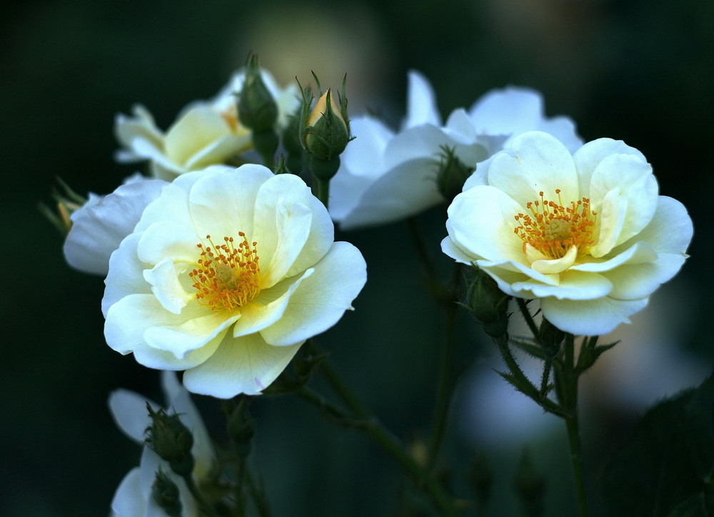 Фотографія White roses / Олег Шендерюк / photographers.ua