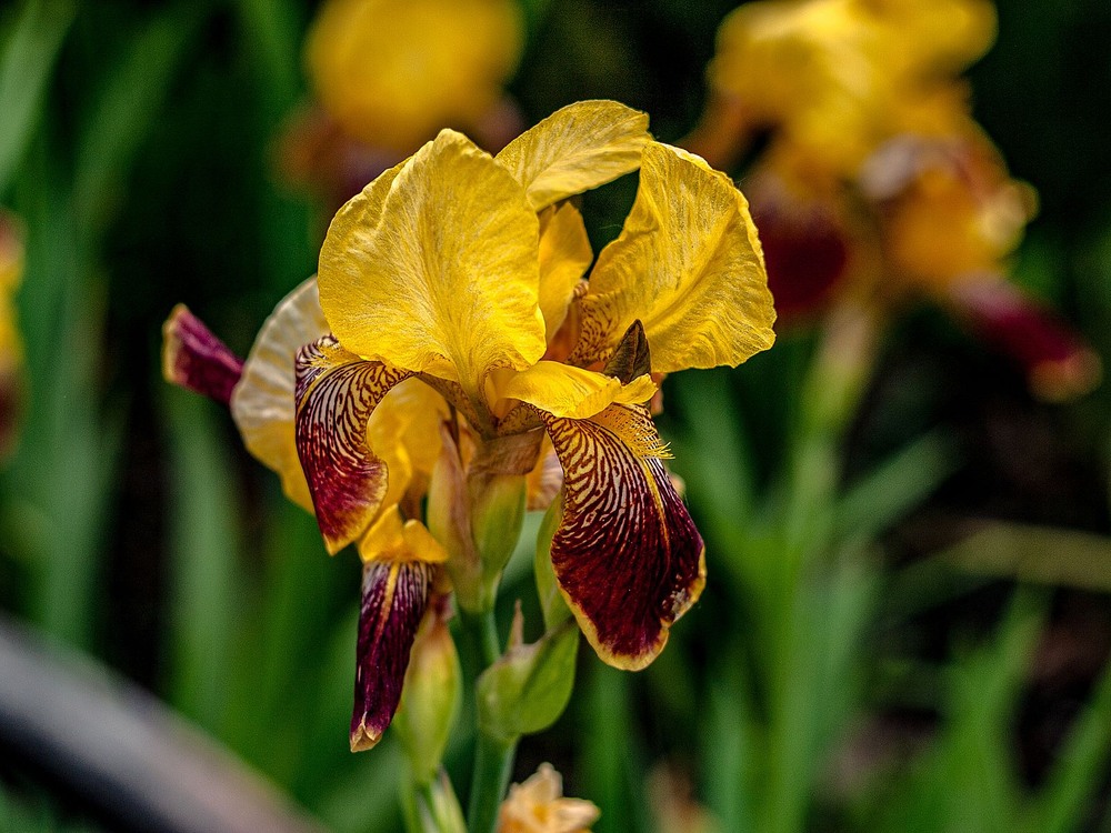 Фотографія Ірис / Олег Шендерюк / photographers.ua