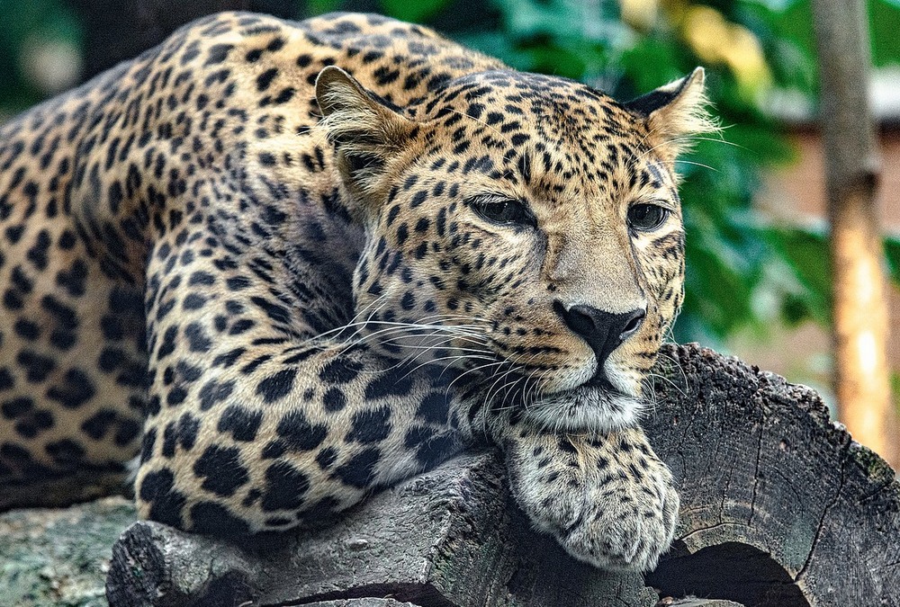 Фотографія Далекосхідний леопард / Олег Шендерюк / photographers.ua