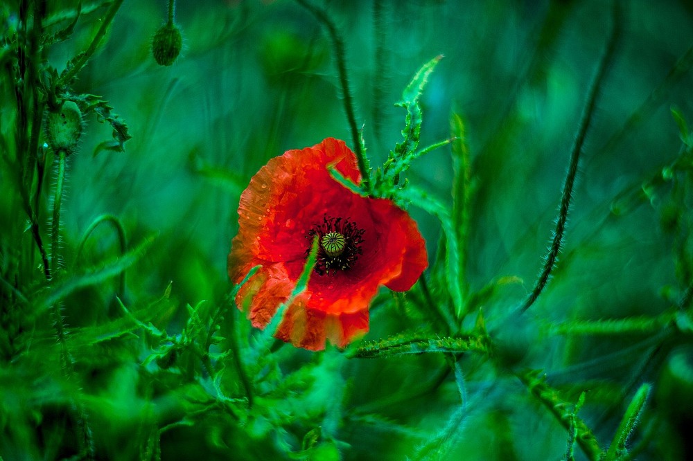 Фотографія Червоний мак / Олег Шендерюк / photographers.ua