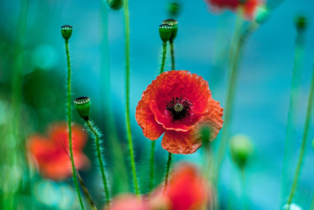 Фотографія Red poppy / Олег Шендерюк / photographers.ua