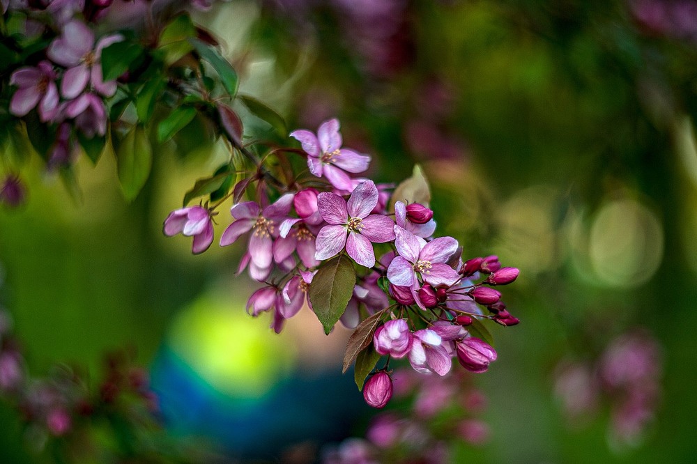 Фотографія Яблуня / Олег Шендерюк / photographers.ua