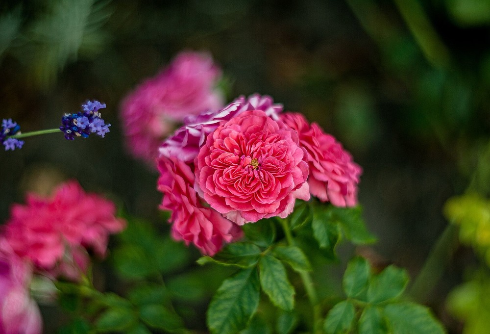 Фотографія Серпневі троянди / Олег Шендерюк / photographers.ua