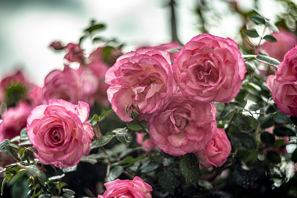 Фотографія Плеткі троянди / Олег Шендерюк / photographers.ua