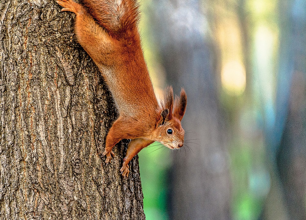 Фотографія Squirrel / Олег Шендерюк / photographers.ua
