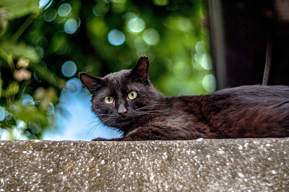 Фотографія Животные / Олег Шендерюк / photographers.ua