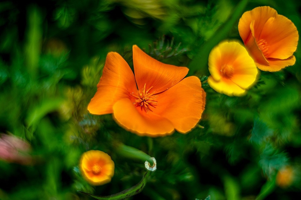 Фотографія Ешольція / Олег Шендерюк / photographers.ua