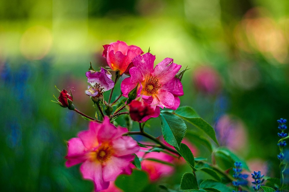 Фотографія Roses / Олег Шендерюк / photographers.ua