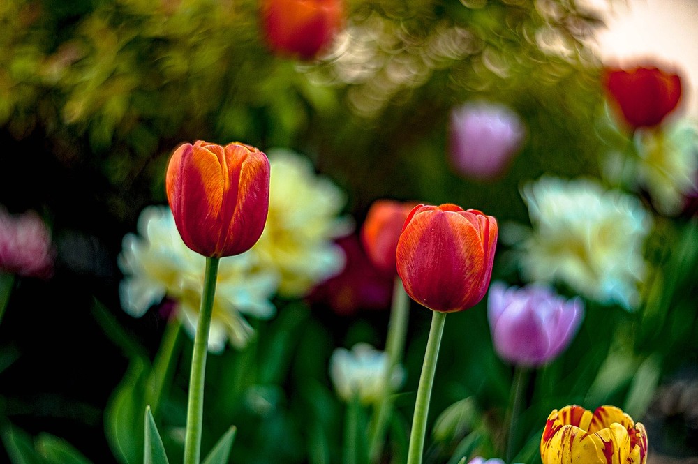Фотографія Тюльпани / Олег Шендерюк / photographers.ua
