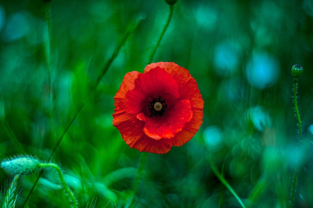 Фотографія Червоний мак / Олег Шендерюк / photographers.ua