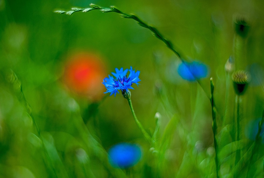 Фотографія Волошки / Олег Шендерюк / photographers.ua