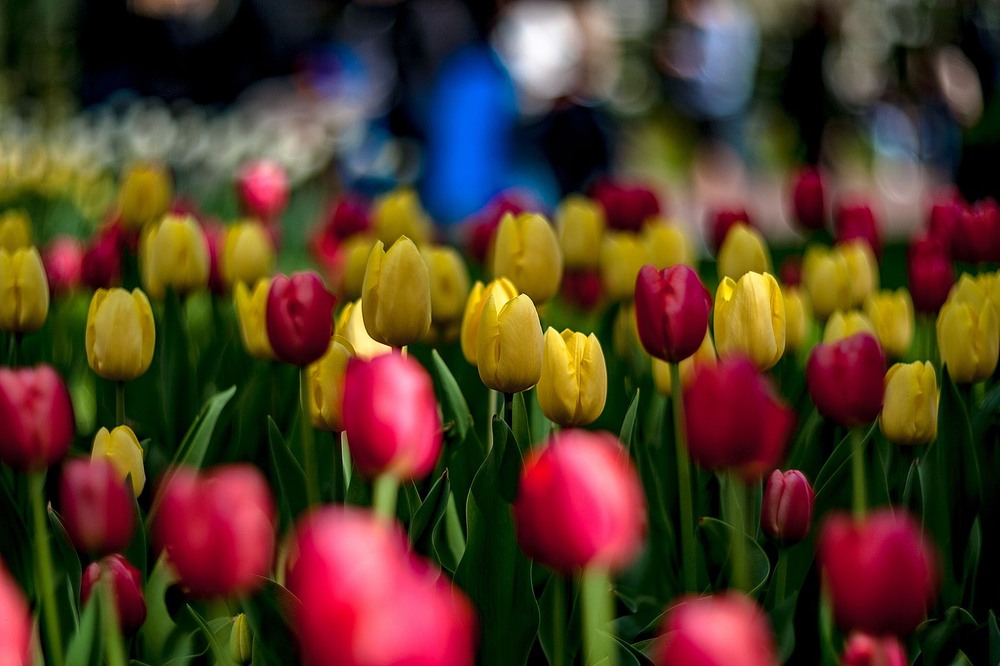 Фотографія Тюльпани / Олег Шендерюк / photographers.ua
