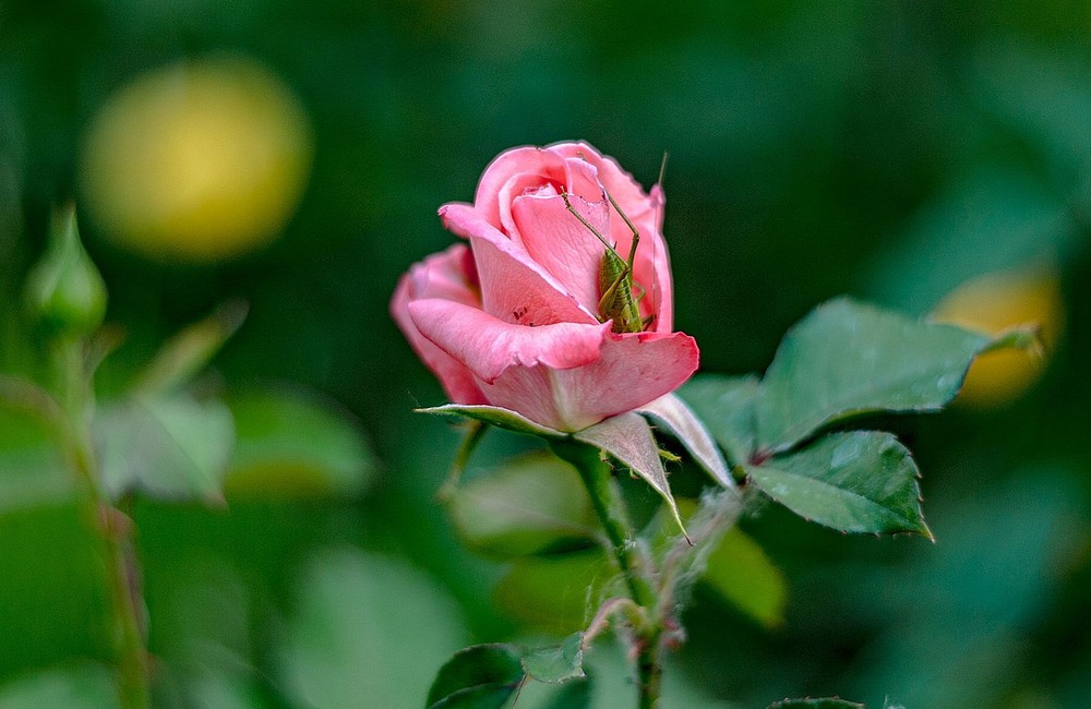 Фотографія Заховався / Олег Шендерюк / photographers.ua