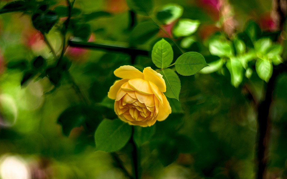 Фотографія Yellow rose / Олег Шендерюк / photographers.ua