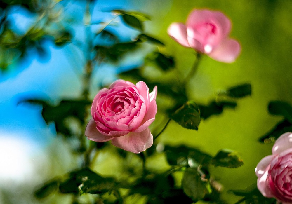 Фотографія Троянда / Олег Шендерюк / photographers.ua