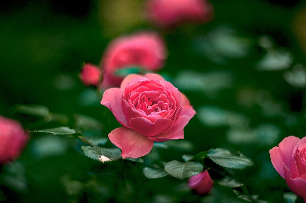 Фотографія Рожева троянда / Олег Шендерюк / photographers.ua