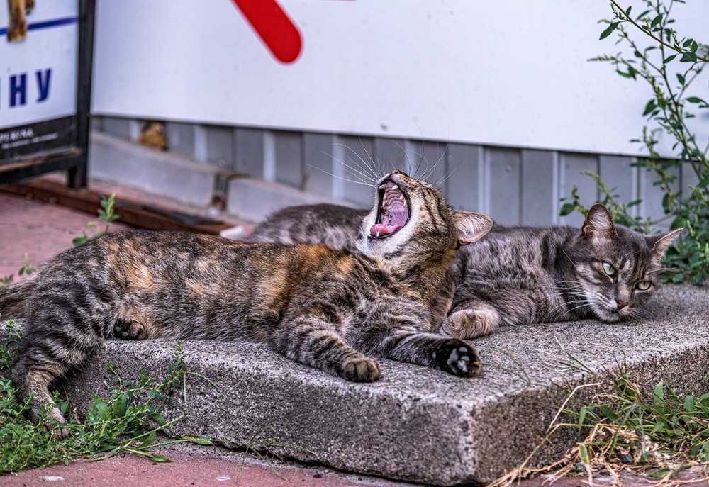 Фотографія Yawning cat / Олег Шендерюк / photographers.ua