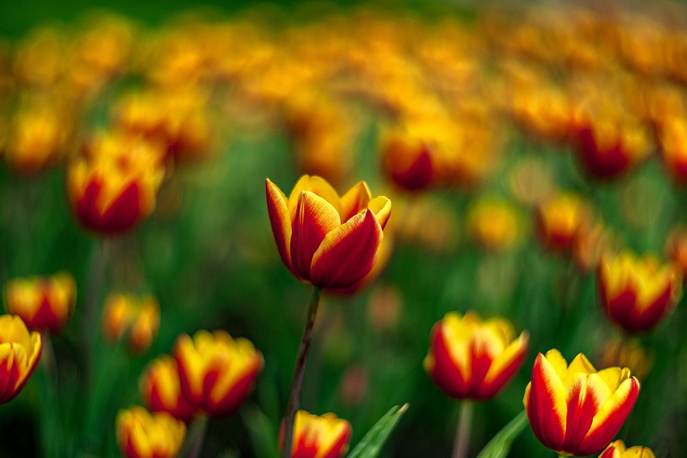 Фотографія Тюльпани / Олег Шендерюк / photographers.ua
