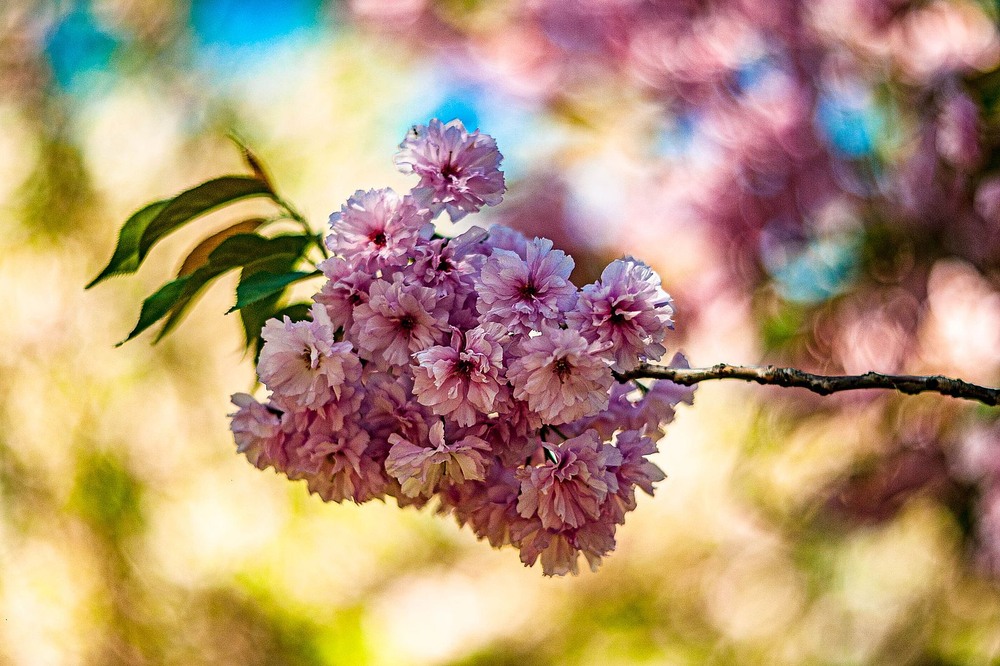 Фотографія Сакура / Олег Шендерюк / photographers.ua
