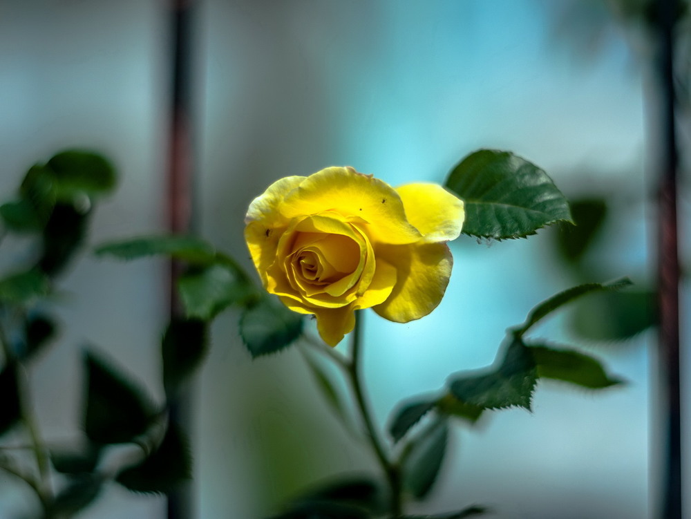 Фотографія Yellow rose / Олег Шендерюк / photographers.ua