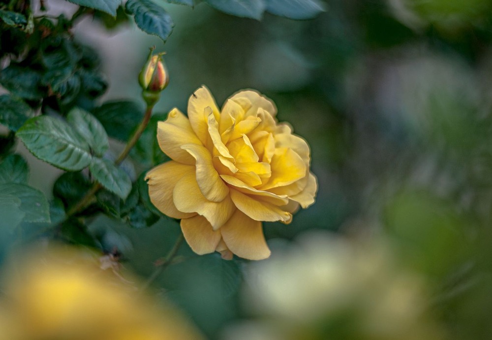 Фотографія Yellow rose / Олег Шендерюк / photographers.ua