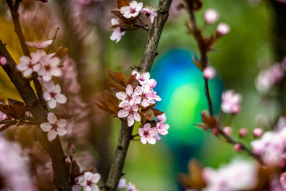 Фотографія Spring blossom / Олег Шендерюк / photographers.ua