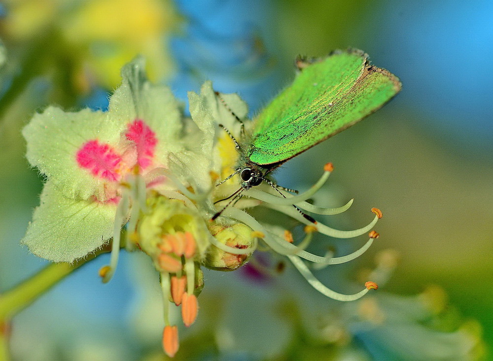 Фотографія Зеленушка (Callophrys rubi) / Олег Шендерюк / photographers.ua