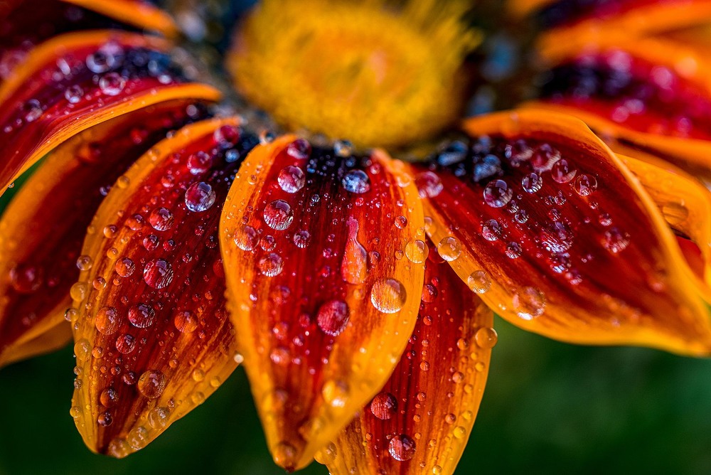 Фотографія Water drops / Олег Шендерюк / photographers.ua
