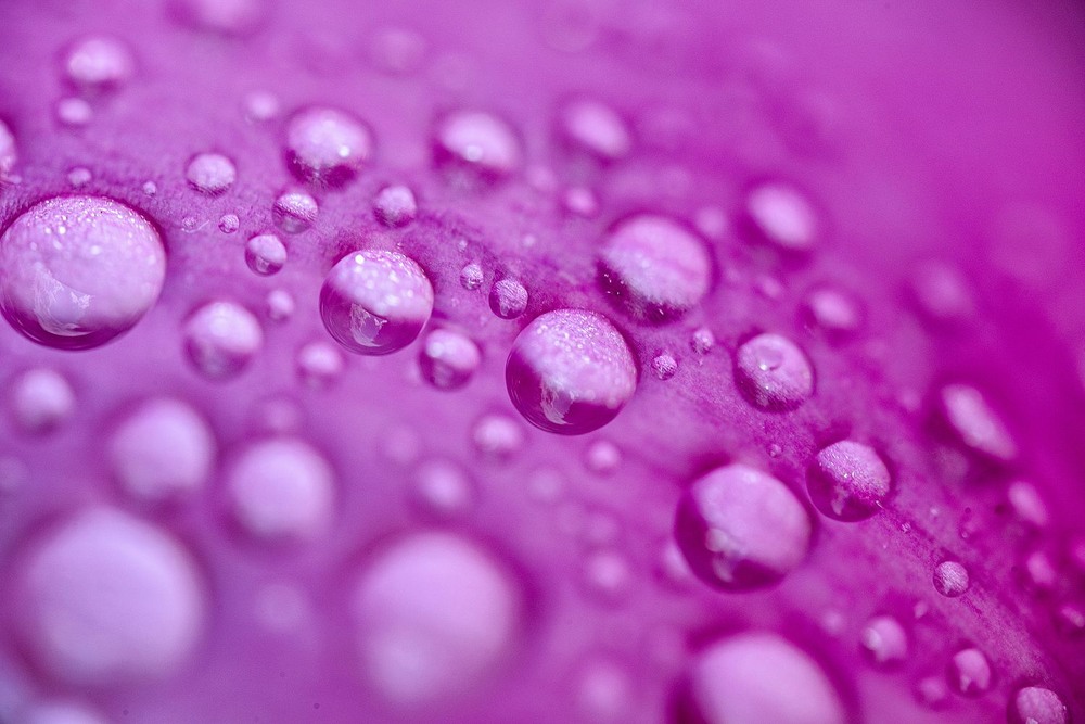 Фотографія Pink drops / Олег Шендерюк / photographers.ua