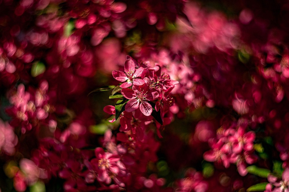 Фотографія Red apple / Олег Шендерюк / photographers.ua