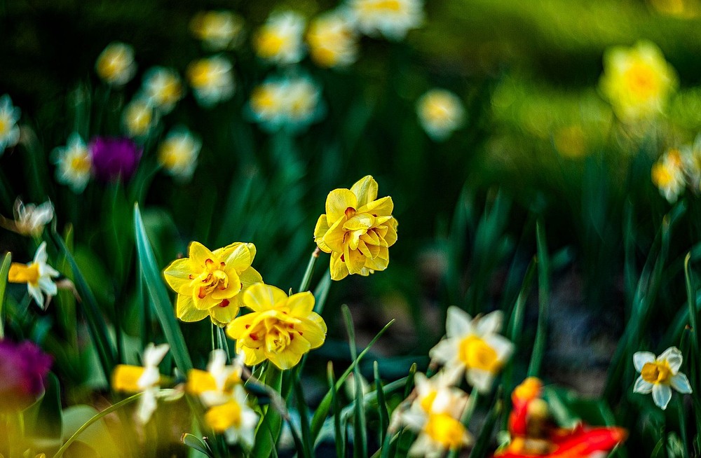 Фотографія Нарциси / Олег Шендерюк / photographers.ua