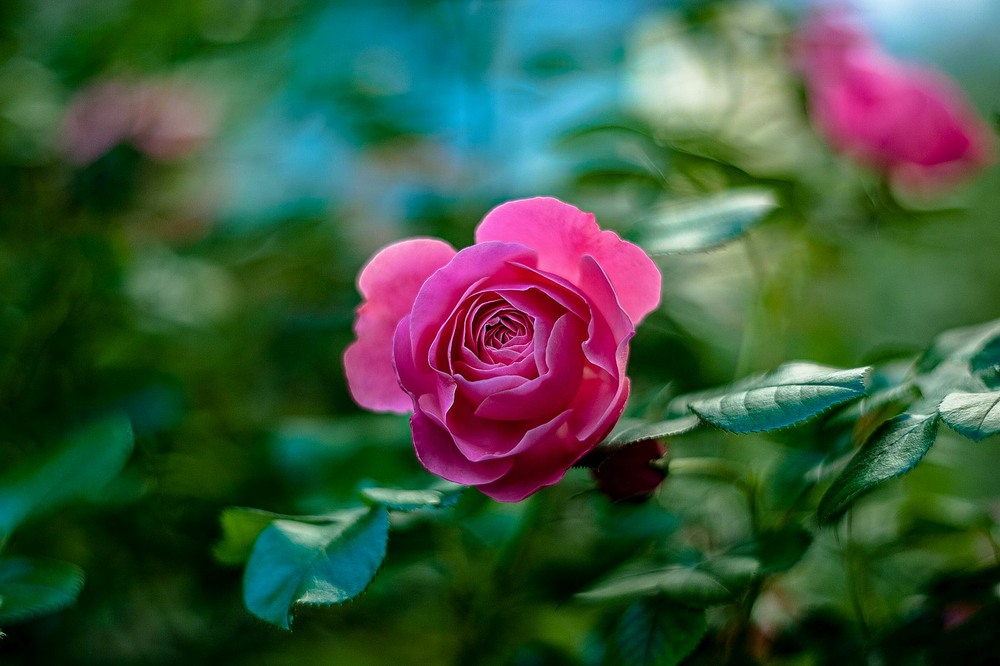 Фотографія Pink rose / Олег Шендерюк / photographers.ua