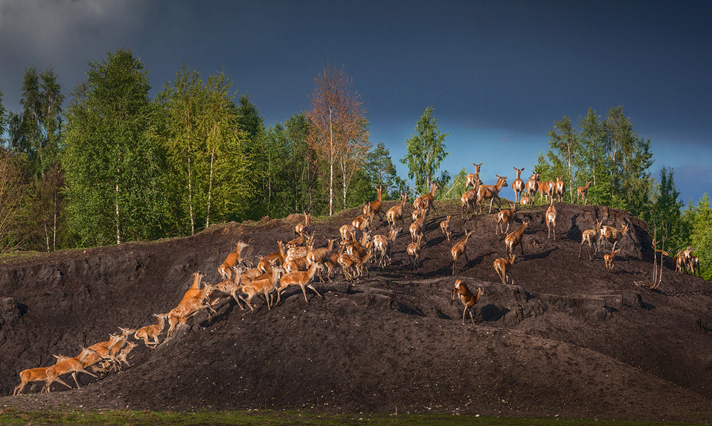 Фотографія там где живут олени / Olegs Patrejevs / photographers.ua