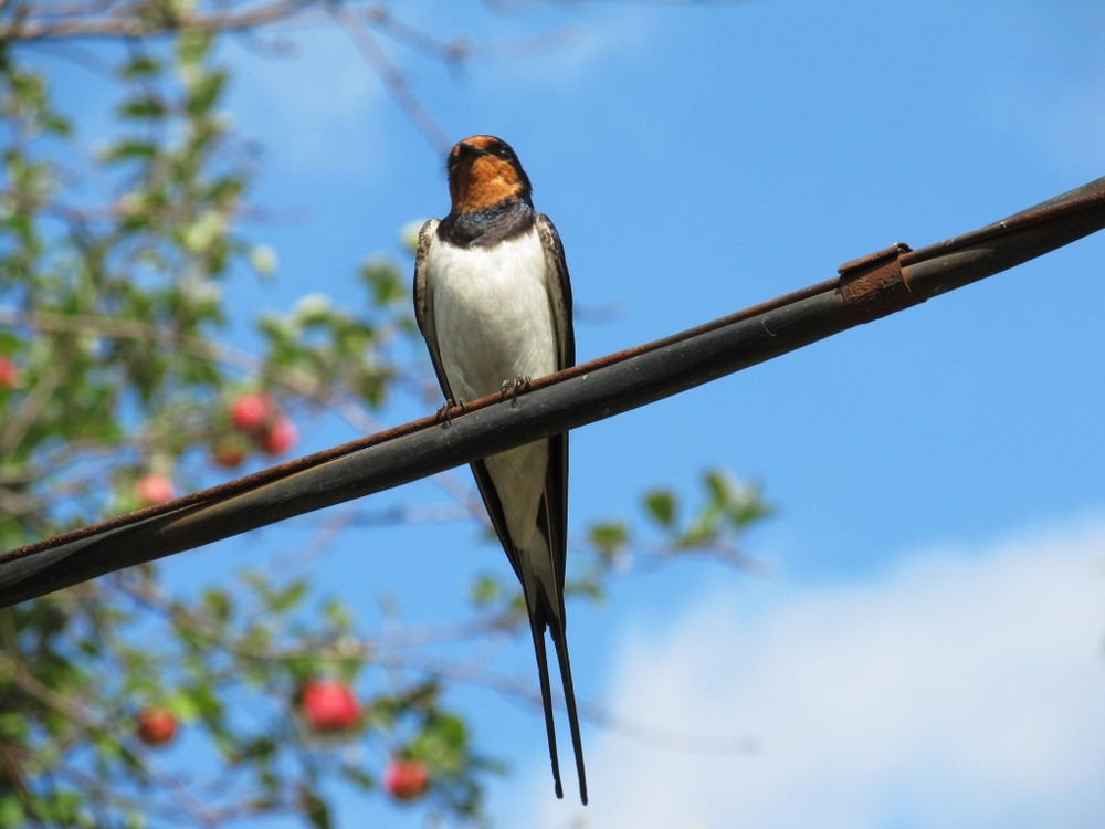Фотографія Животные / Anton_M / photographers.ua