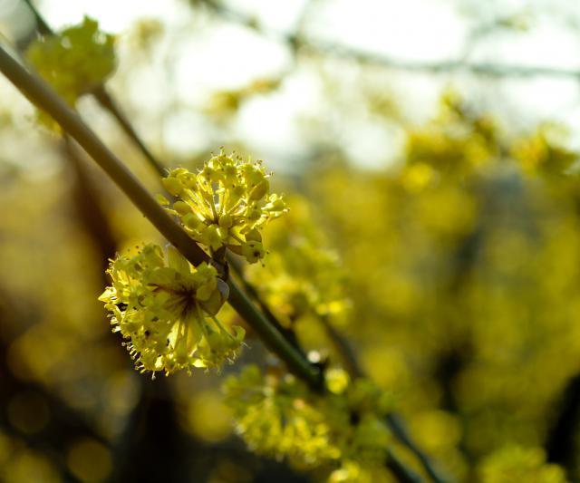 Фотографія весна... / Ольга Игнатенко / photographers.ua