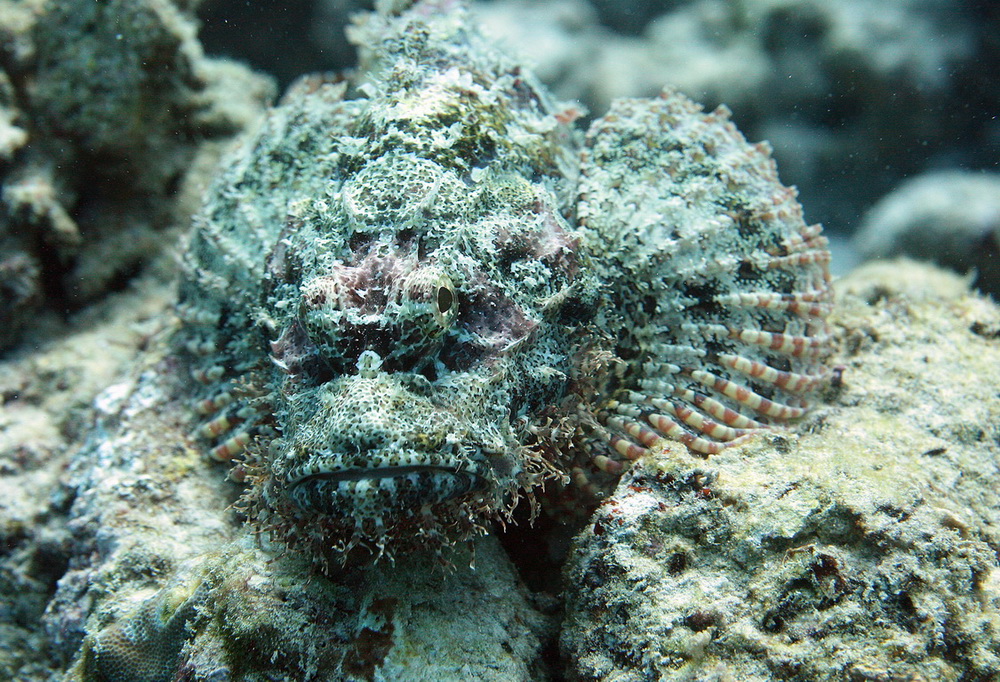 Фотографія Разное / Федоров Андрей / photographers.ua