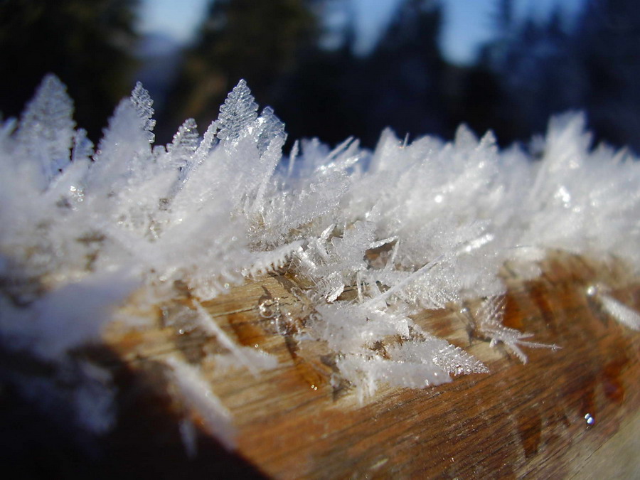 Фотографія Макро / Александра Малина / photographers.ua