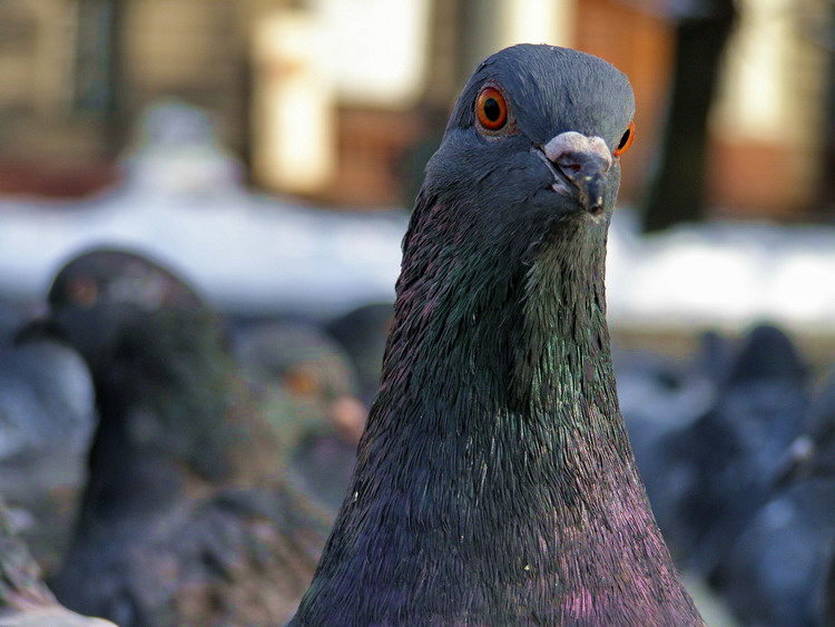 Фотографія Животные / Александра Малина / photographers.ua