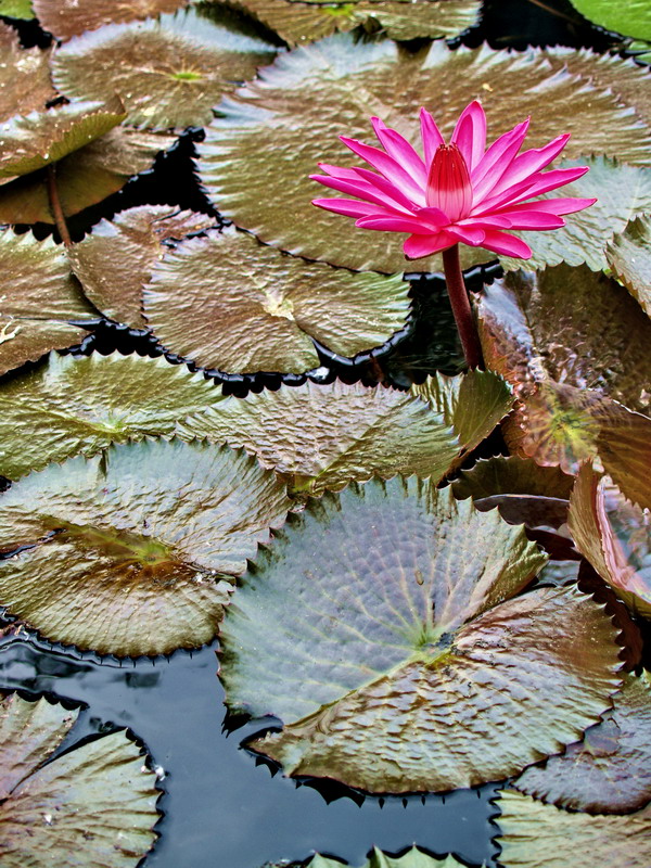 Фотографія Пейзаж / Александра Малина / photographers.ua