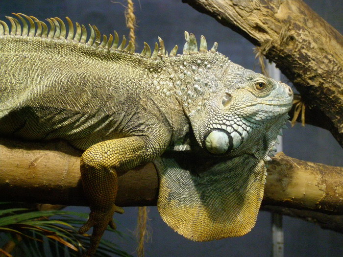 Фотографія Животные / Александра Малина / photographers.ua