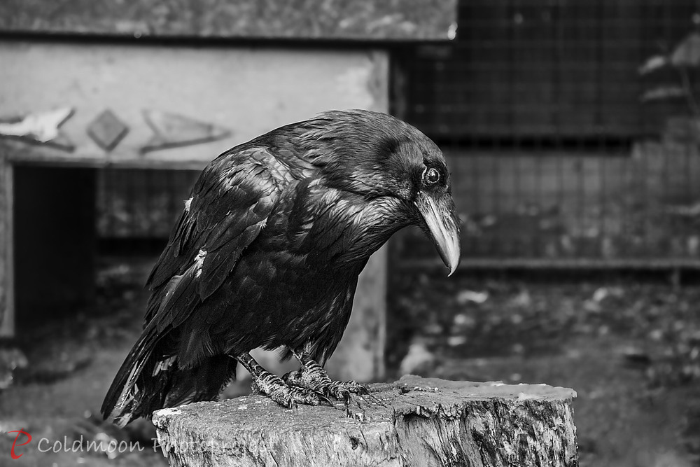 Фотографія Любофф "Кохання - Зітхання", Частина № 5. Очікування / Ruslan Minakryn / photographers.ua