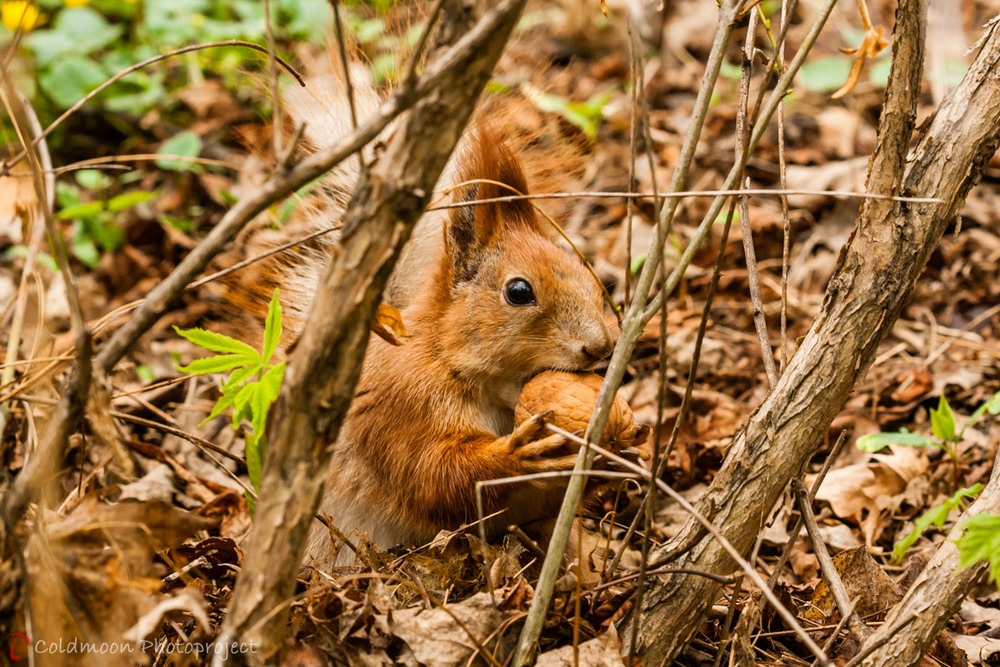 Фотографія Это мой орешек . . . / Ruslan Minakryn / photographers.ua