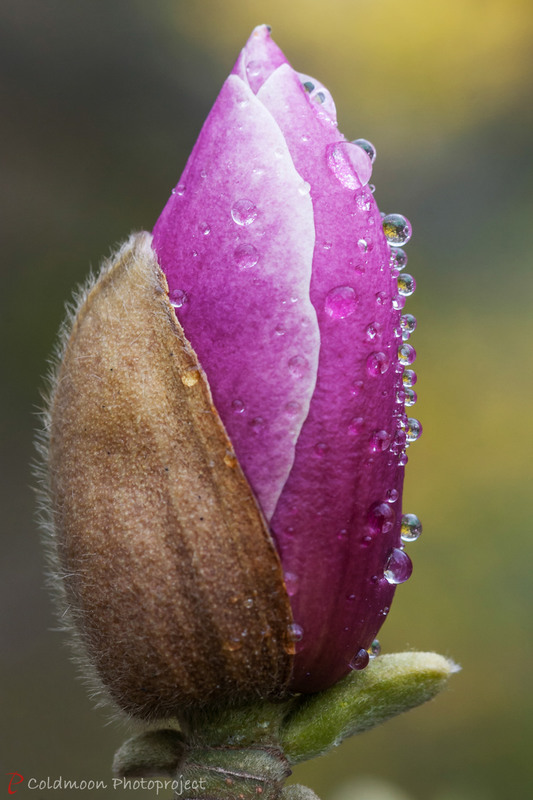 Фотографія Совершеннолетие . . . / Ruslan Minakryn / photographers.ua