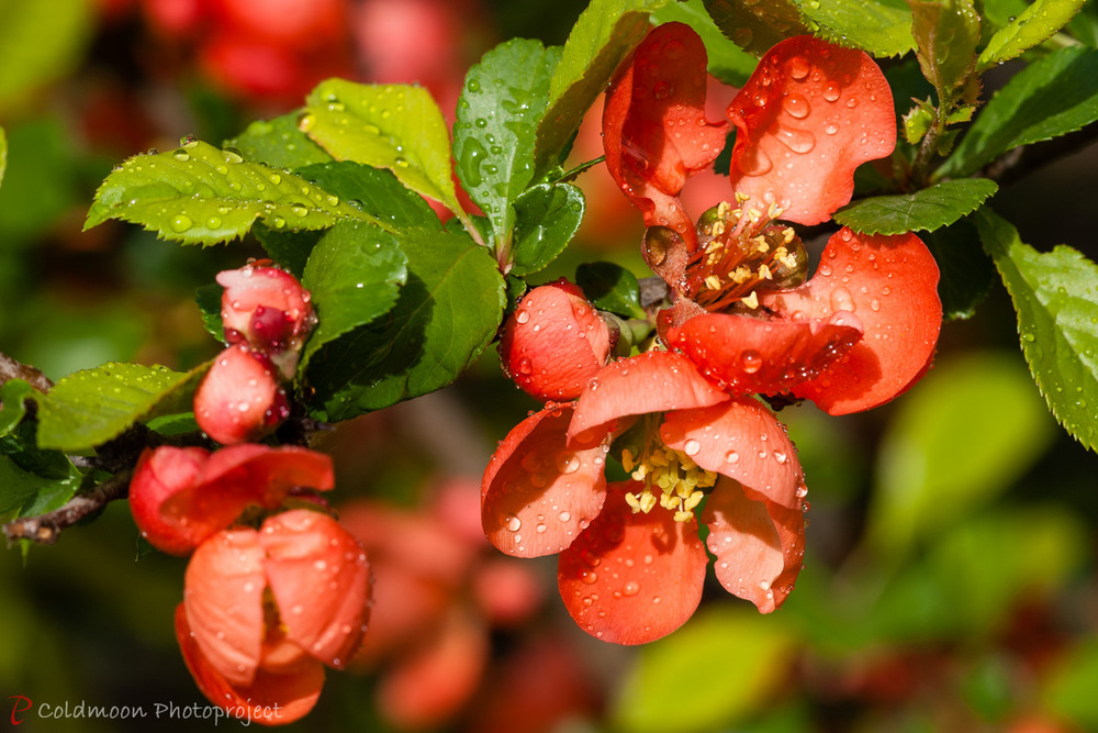 Фотографія Весенние зарисовки "Дует" / Ruslan Minakryn / photographers.ua